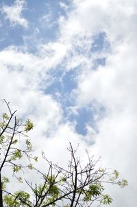 Low angle view of tree against sky