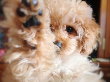 Close-up portrait of a dog at home