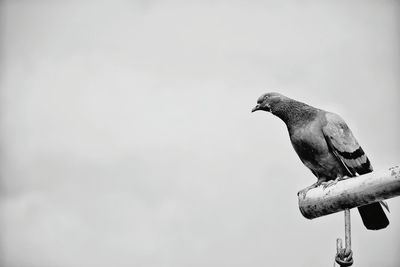 Close-up of bird perching against sky