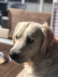 Golden retriever. puppy. enjoying the sun