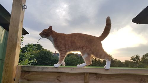 Cat against sky