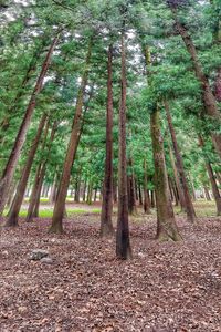 Trees growing in forest