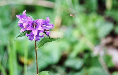Close-up of purple flowering plant