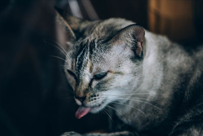 Close-up of cat with eyes closed