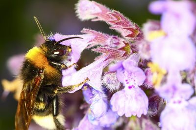 Close-up of bumblebee pollinating of flowers