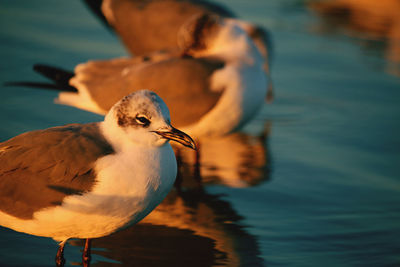 Close-up of bird