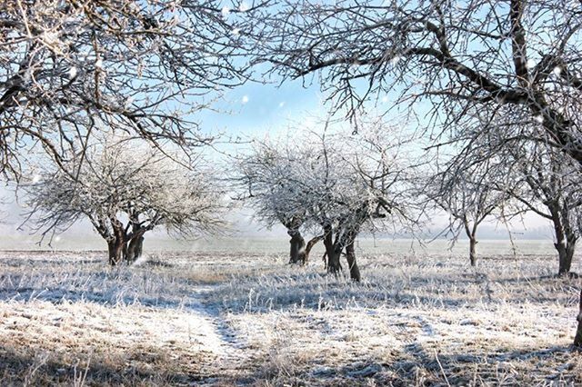 tree, bare tree, tranquility, field, branch, landscape, tranquil scene, nature, beauty in nature, scenics, sky, grass, growth, rural scene, non-urban scene, tree trunk, day, dry, outdoors, no people