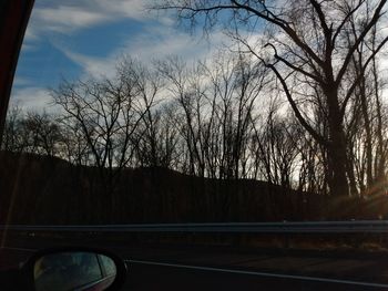 Bare trees seen through car window