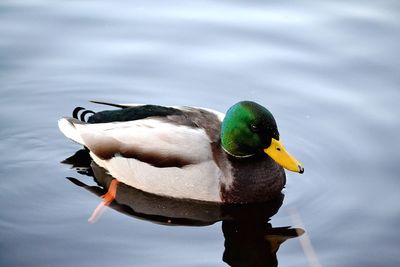 Close-up of a duck in a lake