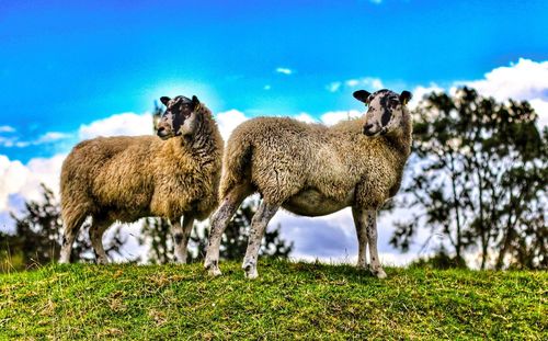 Sheep on grassy field