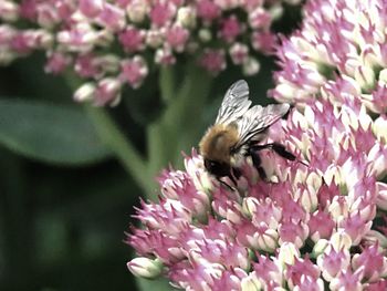 Close-up of honey bee perching on flower