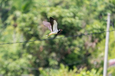 Bird flying against blurred background