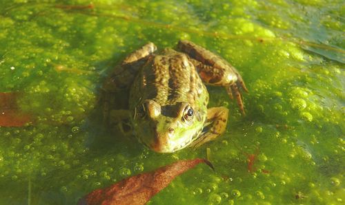 High angle view of frog in swamp