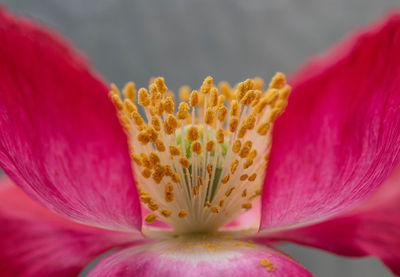 Macro shot of pink rose flower