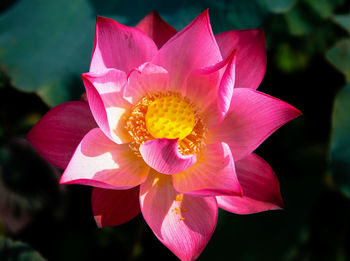 Close-up of pink lotus water lily