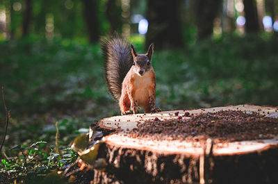 Close-up of squirrel on rock in forest