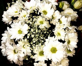 Close-up of white flowers