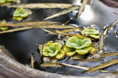 Close-up of leaves in water