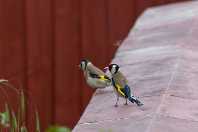 Close-up of bird perching