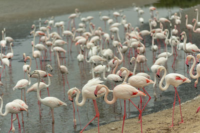 Flock of birds in lake