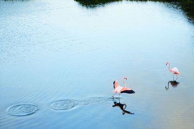 High angle view of flamingos in lake