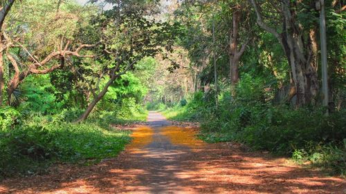 Dirt road in forest