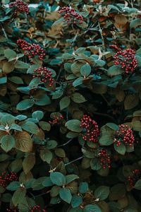 High angle view of flowering plants