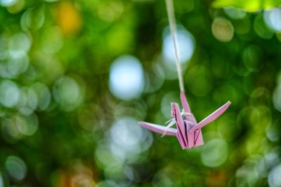 Close-up of pink toy hanging on plant