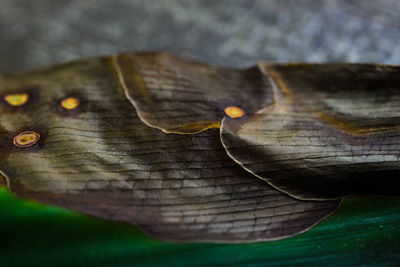 Close-up of leaf on tree trunk