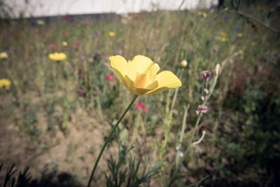 Close-up of yellow flowering plant on field