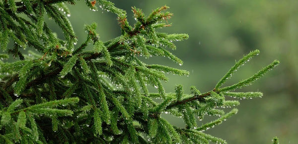 Close-up of wet pine tree