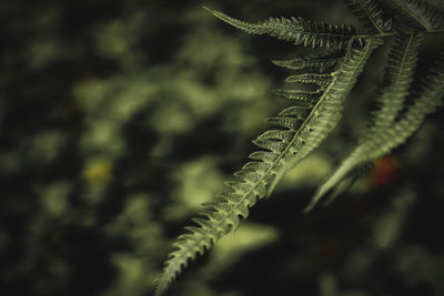 Close-up of fern leaves