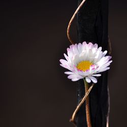 Close-up of daisy flower against black background