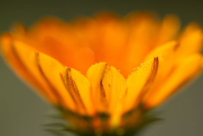 Close-up of yellow flower