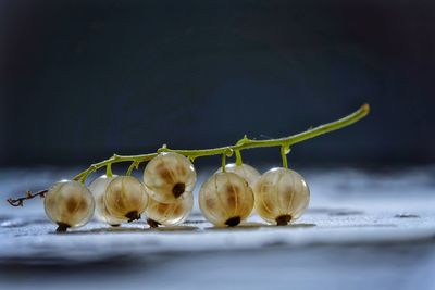 Close-up of fruits on table