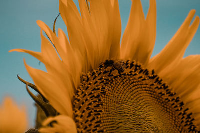 Close-up of sunflower