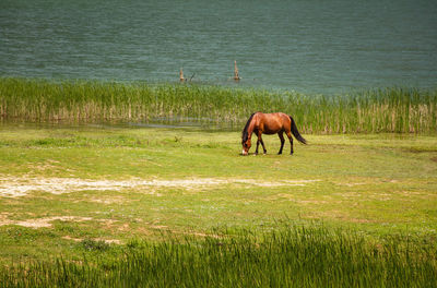 Horse grazing in field