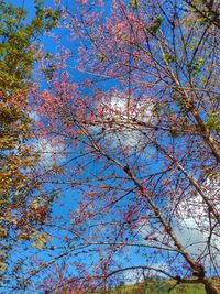 Low angle view of tree against blue sky