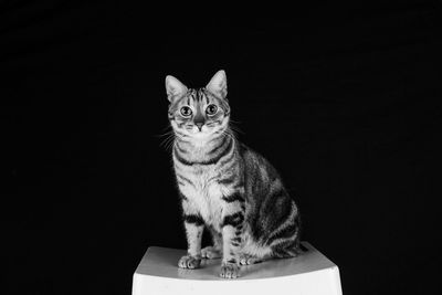 Portrait of cat against black background