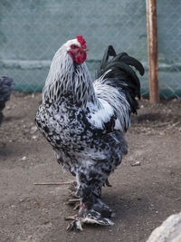 Close-up of hen in farm