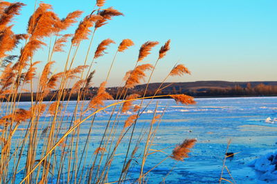 Scenic view of lake against clear sky