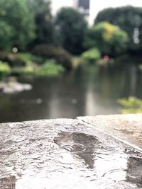 Close-up of water on tree