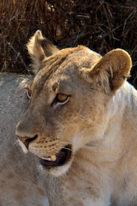 Close-up of lion