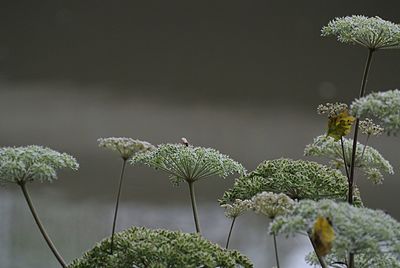 Low angle view of flowers against sky