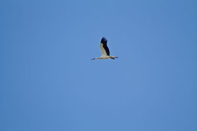 Low angle view of bird flying in sky