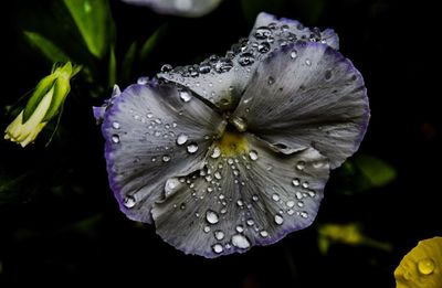 Close-up of wet purple flower blooming outdoors