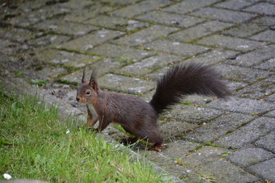 High angle view of squirrel on footpath