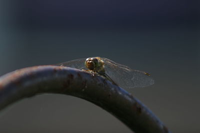 Close-up of insect