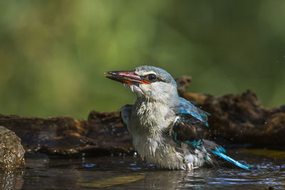 Bird perching on rock