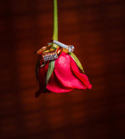 Close-up of red flower with ring